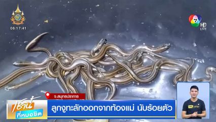 ลูกงูทะลักออกจากท้องแม่ นับร้อยตัว