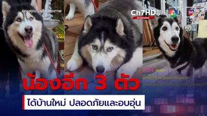 บ้านใหม่ของหมาไซบีเรียนอีก 3 ตัว ของ “บิว”