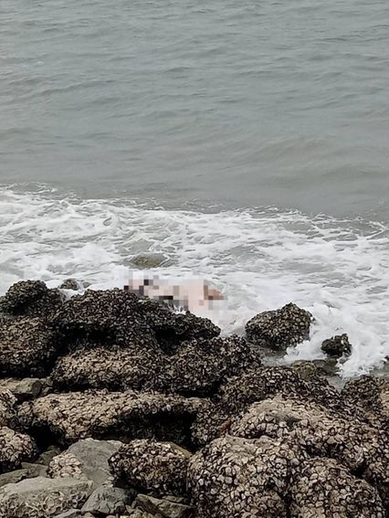 สาวไปเที่ยวคนเดียว ก่อนเสียชีวิตเปลือยกายปริศนาที่เกาะสีชัง