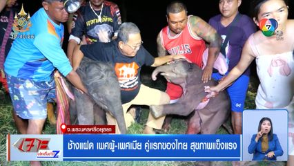 ช้างแฝด เพศผู้-เพศเมีย คู่แรกของไทย สุขภาพแข็งแรง