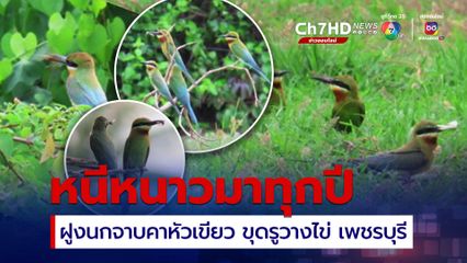 เปิดภาพสวยงาม บรรยากาศการใช้ชีวิต ของนกจาบคาหัวเขียว