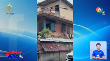 เพื่อนบ้านผวา เลี้ยงพิตบุลล์ไล่กัดแมว