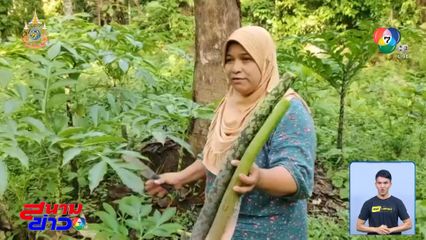 ลุยป่าหาต้นบุก ทำเมนูเด็ด 1 ปี ได้กินครั้งเดียว