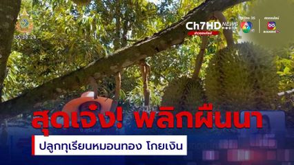 สุดเจ๋ง พลิกผืนนาปลูกทุเรียนหมอนทอง โกยเงิน