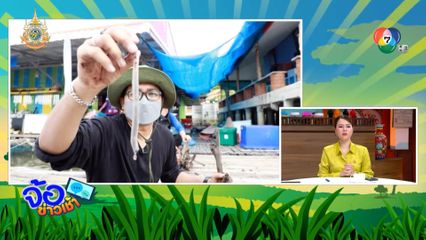 กินเพรียงทะเลสดๆ จ.จันทบุรี