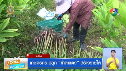 เกษตรกร ปลูก ข่าตาแดง สร้างรายได้