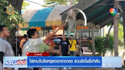 ไล่ตามจับลิงหลุดออกจากกรง สวนลิงโพธิ์เก้าต้น