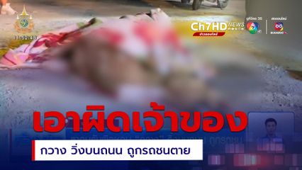 เอาผิดเจ้าของ กวาง วิ่งบนถนน ถูกรถชนตาย