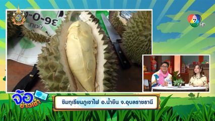 ชิมทุเรียนภูเขาไฟ อ.น้ำยืน จ.อุบลราชธานี