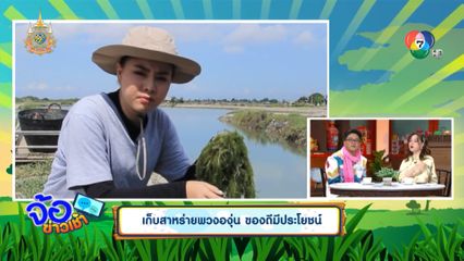 เก็บสาหร่ายพวงองุ่น ของดีมีประโยชน์