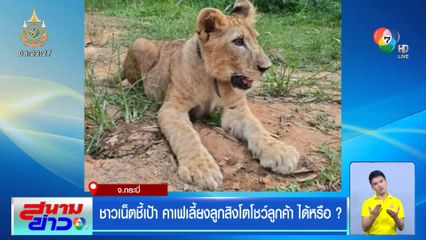 ชาวเน็ตชี้เป้า คาเฟเลี้ยงลูกสิงโตโชว์ลูกค้า ได้หรือ ?