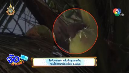 ไล่จับกระรอก หวั่นกัดลูกมะพร้าวหล่นใส่หัวนักท่องเที่ยว