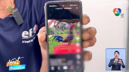 ซื้อไก่ชนใน TikTok ถูกหลอก สูญเงินกว่า 2.5 หมื่นบาท