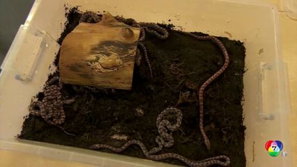 งูที่เข้าใจผิดว่าเป็น เพศผู้ ออกลูกโดยไม่ได้ผสมพันธุ์