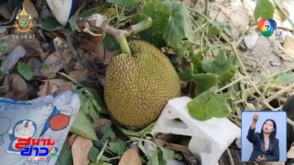 ภัยใกล้ตัว สอยลูกขนุน ตกใส่ศีรษะเสียชีวิต จ.กำแพงเพชร