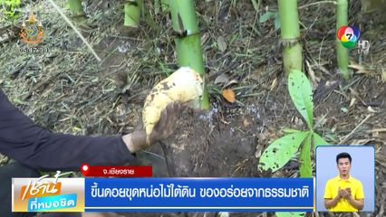 ขึ้นดอยขุดหน่อไม้ใต้ดิน ของอร่อยจากธรรมชาติ