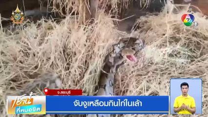จับงูเหลือมกินไก่ในเล้า