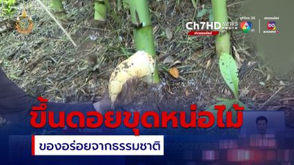 ขึ้นดอยขุดหน่อไม้ใต้ดิน ของอร่อยจากธรรมชาติ