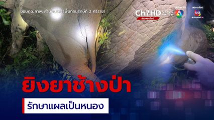 ยิงยารักษาช้างป่า “พลายด้วน” ขาหลังซ้ายบาดเจ็บเป็นแผลมีหนอง