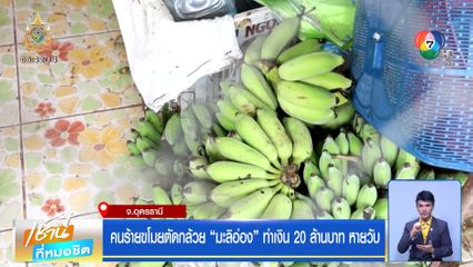 คนร้ายขโมยตัดกล้วย มะลิอ่อง ทำเงิน 20 ล้านบาท หายวับ