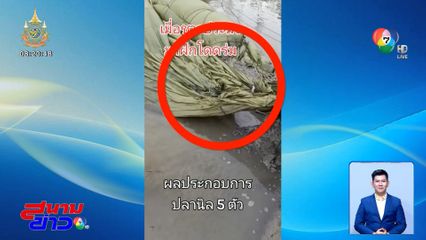 หลักสูตรใหม่ ฝึกกระโดดร่มได้ปลา