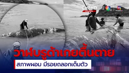 “วาฬบรูด้า” เกยตื้นที่เกาะพะลวย สุดท้ายไม่รอด