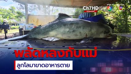 ลูกโลมาตาย พบซากมาเกยตื้น คาดพลัดหลงกับแม่