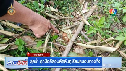 สุดช้ำ ถูกมือดีลอบตัดต้นทุเรียนหมอนทองทิ้ง