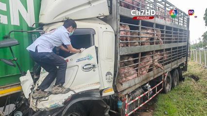 รถขนหมูพุ่งชนรถพ่วงมีเด็กติด 2 คน ร้องไขอให้ช่วยชีวิตตา