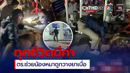 ทุกชีวิตล้วนมีค่า ตำรวจ สน.ลาดกระบัง เร่งช่วยชีวิตสุนัขจรจัดถูกวางยาเบื่อ รอดชีวิต