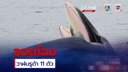 โผล่อวดโฉม วาฬบรูด้า 11 ตัว