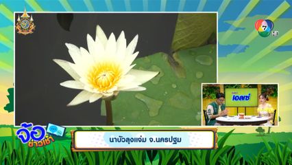 นาบัวลุงแจ่ม จ.นครปฐม