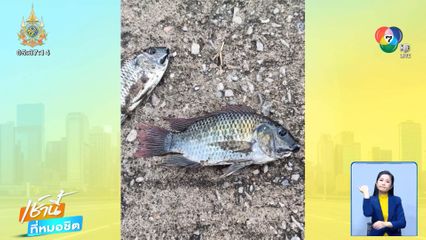 พบปลาหมอสีคางดำติดมากับแห หวั่นได้รับผลกระทบ