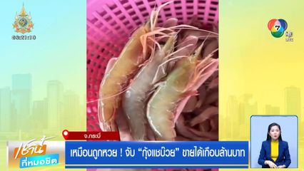 เหมือนถูกหวย! จับ กุ้งแชบ๊วย ขายได้เกือบล้านบาท