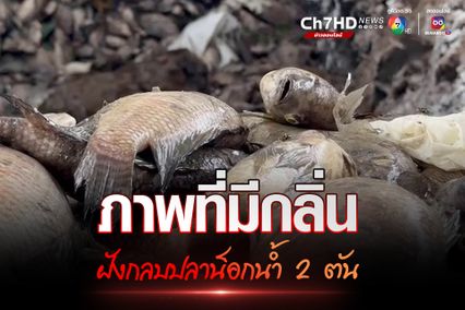 ฝังกลบปลาน็อกน้ำบึงมักกะสัน ขุดบ่อฝังปลาแล้วกว่า 2 ตัน