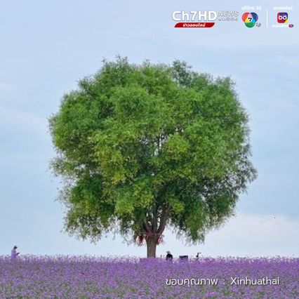 ทุ่งดอกไม้ ชายขอบทะเลทรายในหนิงเซี่ย 