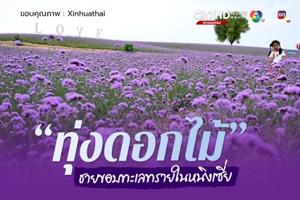 ทุ่งดอกไม้ ชายขอบทะเลทรายในหนิงเซี่ย 