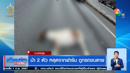 ม้า 2 ตัว หลุดจากฟาร์ม ถูกรถชนตาย