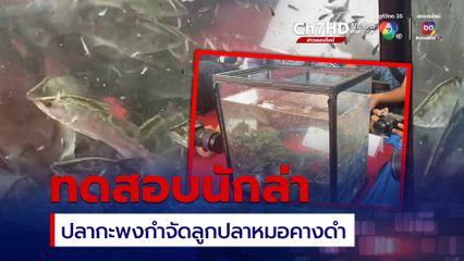 ปลากะพงนักล่ากำจัดลูกปลาหมอคางดำ วิธีการที่ได้ผล