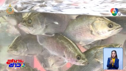 พิสูจน์ ปลากะพง กิน ปลาหมอคางดำ จ.สมุทรสาคร