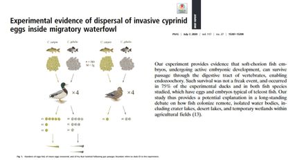 ดร.อนันต์ค้นงานวิจัยไข่ปลาหมอคางดำอึดจริง