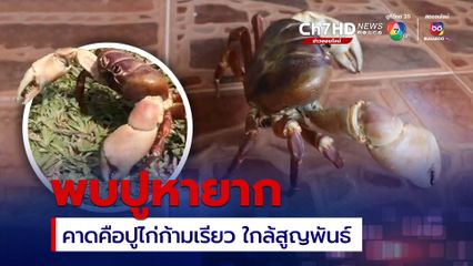 ชาวบ้านฮืออา พบปูหายากตัวใหญ่น้ำหนักประมาณ 4 ขีด ลักษณะคล้ายปูไก่ก้ามเรียว