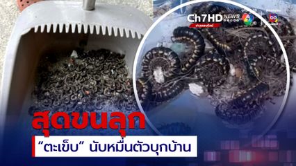 ทั้งขนลุกทั้งเดือดร้อน ! “ตะเข็บ” นับหมื่นตัวบุกบ้าน