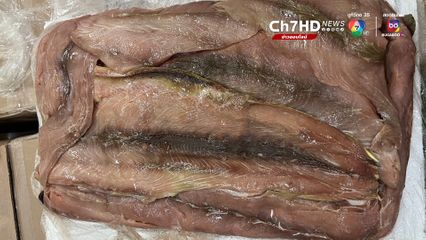 ศุลกากร จับชายญี่ปุ่น ลอบขนสัตว์ควบคุมตามอนุสัญญาไซเตส  ปลายทางกรุงโตเกียว