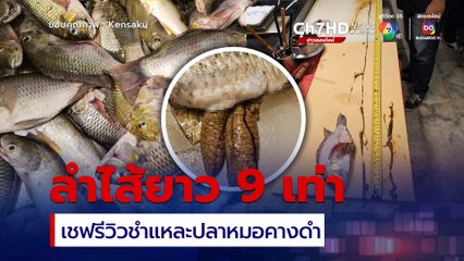 เชฟรีวิวเอง ชำแหละปลาหมอคางดำ ลำไส้ยาวกว่าตัวถึง 9 เท่า