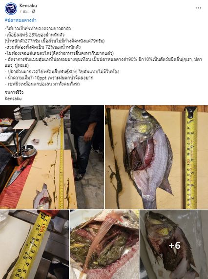 เชฟรีวิวเอง ชำแหละปลาหมอคางดำ ลำไส้ยาวกว่าตัวถึง 9 เท่า