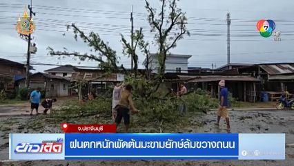 ฝนตกหนักพัดต้นมะขามยักษ์ล้มขวางถนน