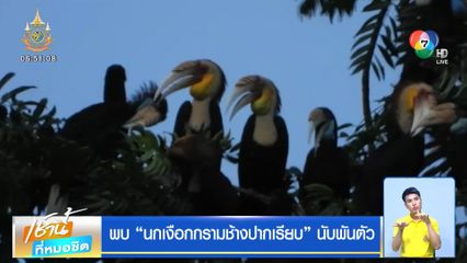 พบ นกเงือกกรามช้างปากเรียบ นับพันตัว