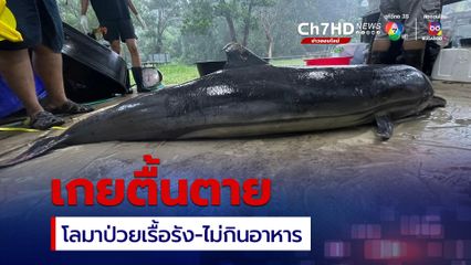 โลมาป่วยเรื้อรัง-ไม่กินอาหาร เกยตื้นตาย จ.กระบี่