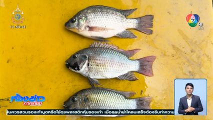 มาใหม่ให้ผวา! ปลานิลคางดำ